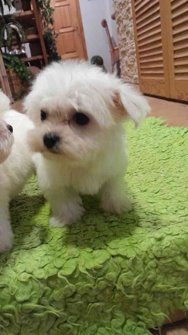 Maltezský psik ,Maltézáček bez PP,  - foto 3