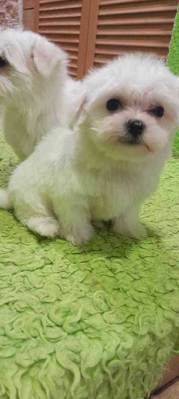 Maltezský psik ,Maltézáček bez PP,  - foto 4