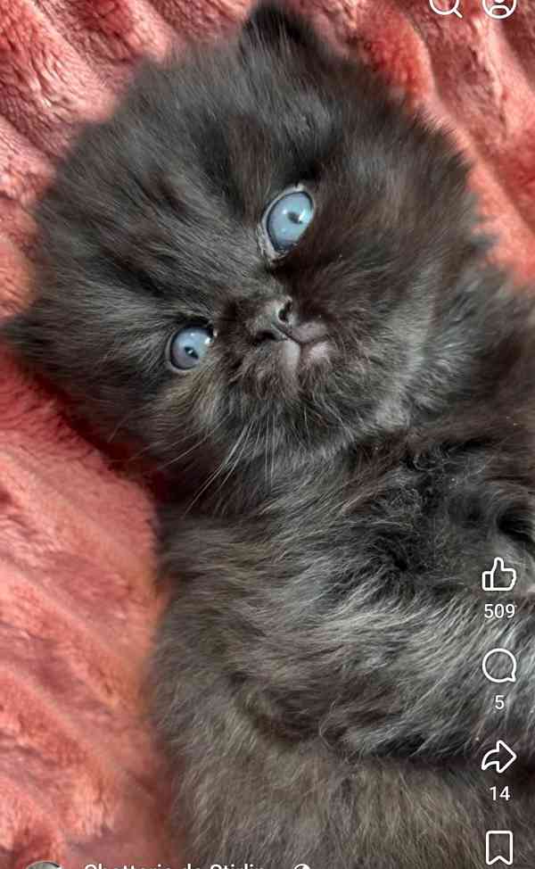 Perská kočka  - foto 4