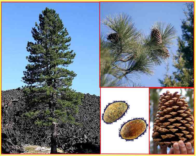 sazenice Borovice Jeffreyova - Pinus Jeffreyi - foto 1