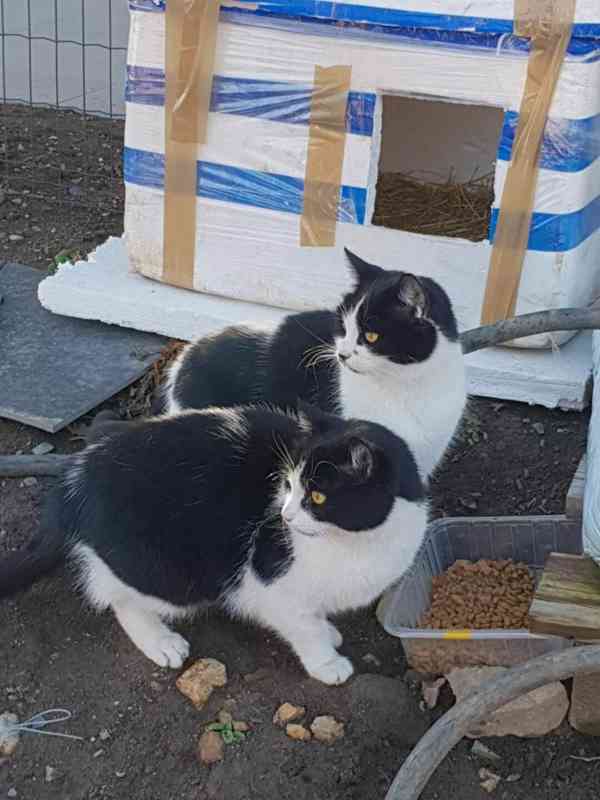 Miloučké, hladivé bíločerné kočičky Mášenka a Dášenka - foto 7