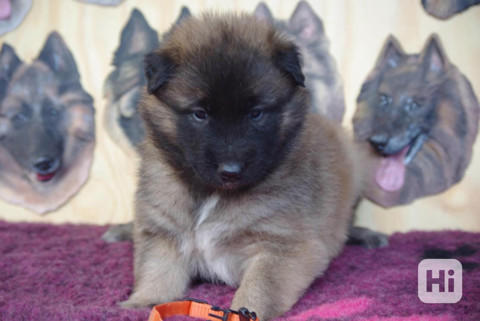 Belgický ovčák Tervueren -prodám štěňata - foto 1