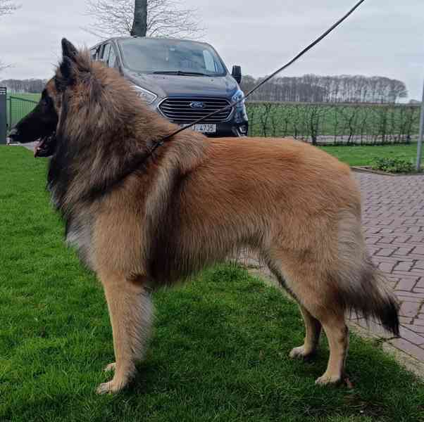 Belgický ovčák Tervueren -prodám štěňata - foto 4