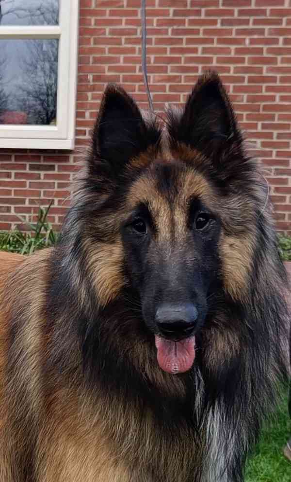 Belgický ovčák Tervueren -prodám štěňata - foto 3