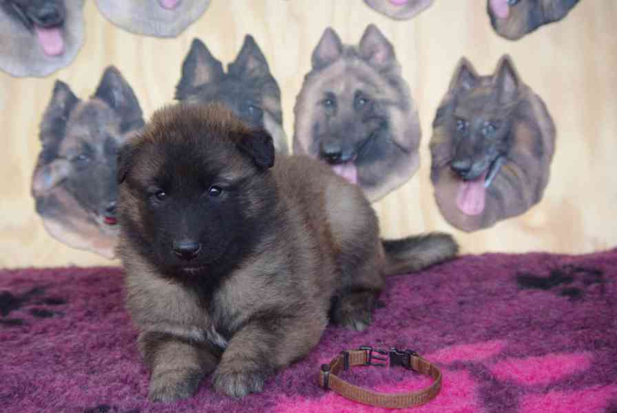 Belgický ovčák Tervueren -prodám štěňata - foto 2