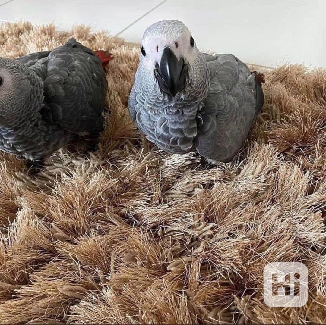 Krásní papoušci afrošedí –  - foto 1