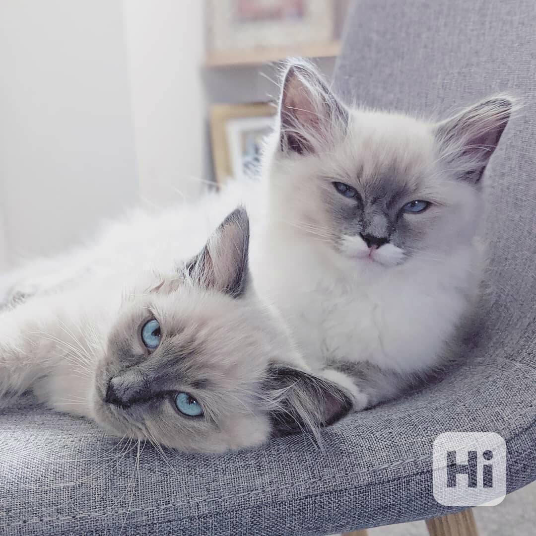 Rozkošný kocourek a holčička Ragdoll koťátka k adopci - foto 1