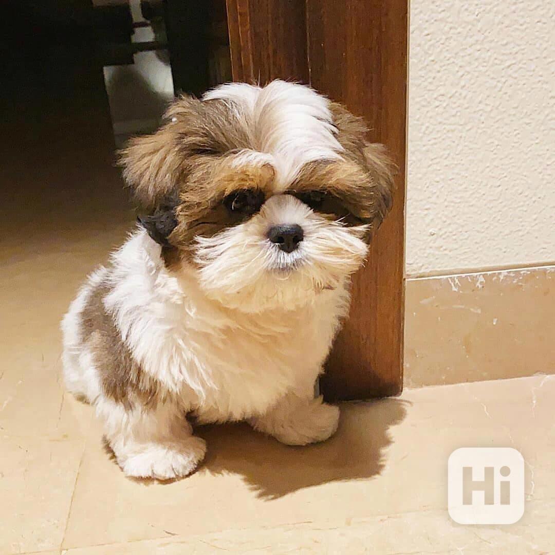 Dárek štěňátka shih tzu k adopci zdarma   - foto 1