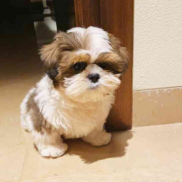 Dárek štěňátka shih tzu k adopci zdarma   - foto 1