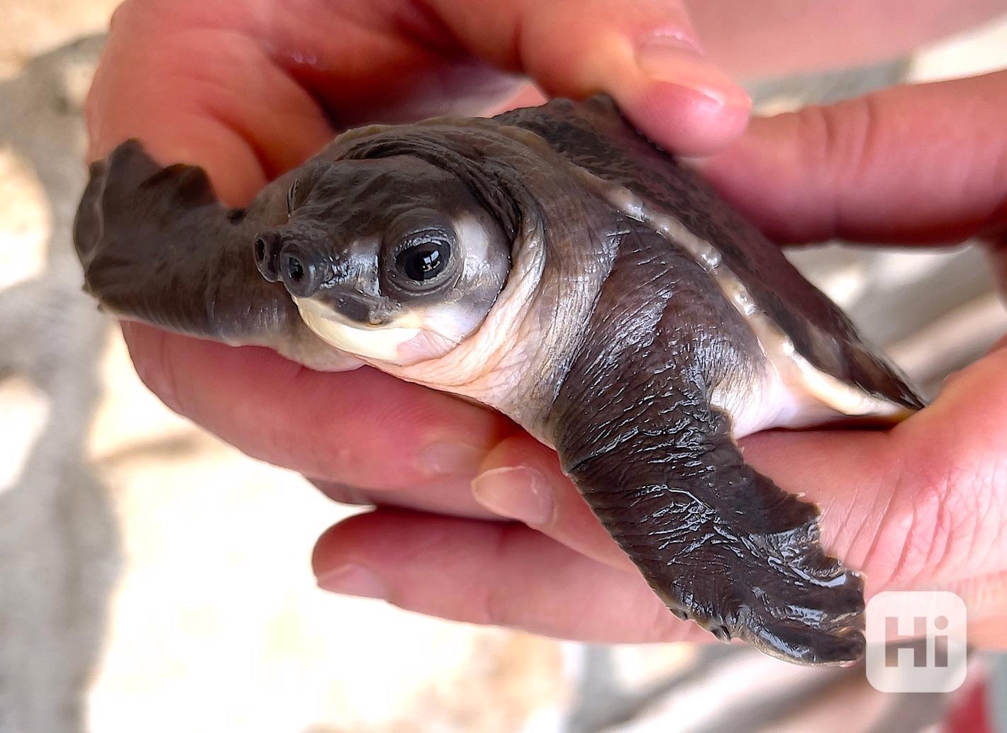 Carettochelys insculpta (zolw dwunosny) na prodej - foto 1