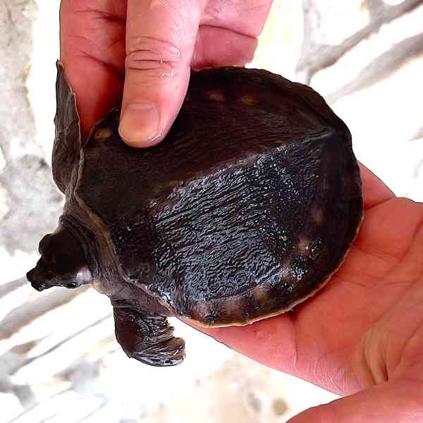 Carettochelys insculpta (zolw dwunosny) na prodej - foto 2