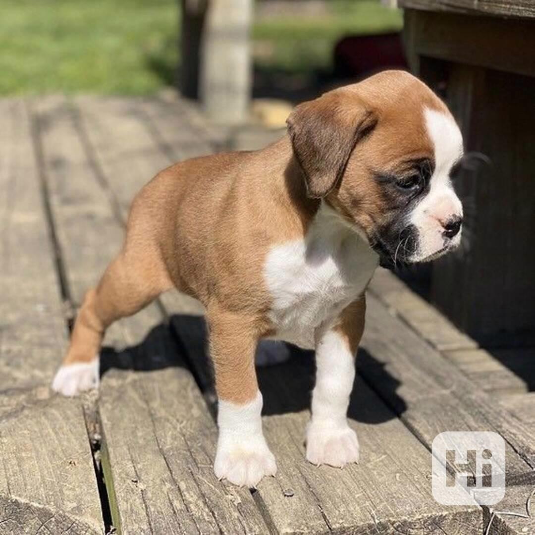 Štěňata boxera k adopci zdarma nyní s pp   - foto 1