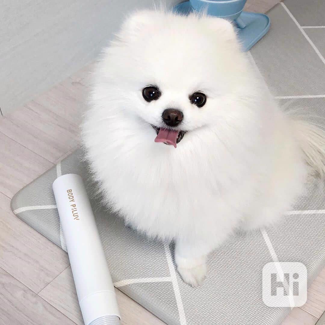 Nádherná štěňata pomeranského ovčáka k adopci. - foto 1