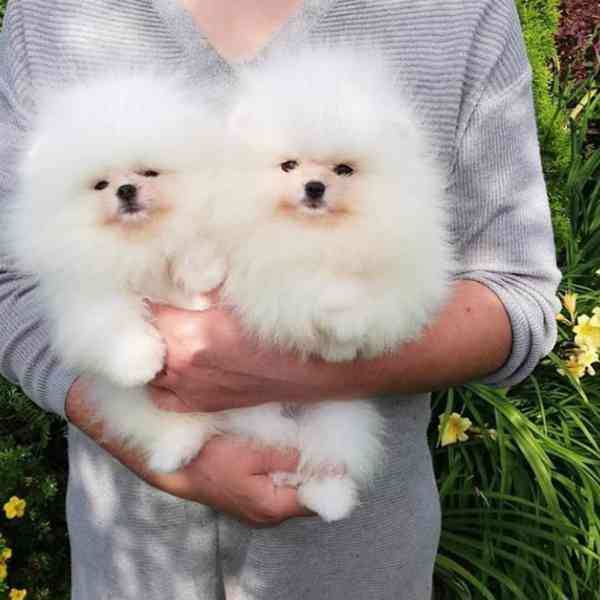 Nádherná štěňata pomeranského ovčáka k adopci. - foto 4