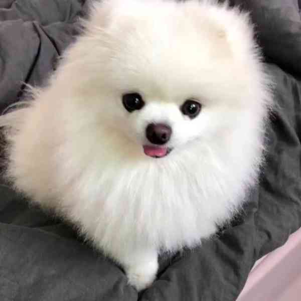 Nádherná štěňata pomeranského ovčáka k adopci. - foto 2