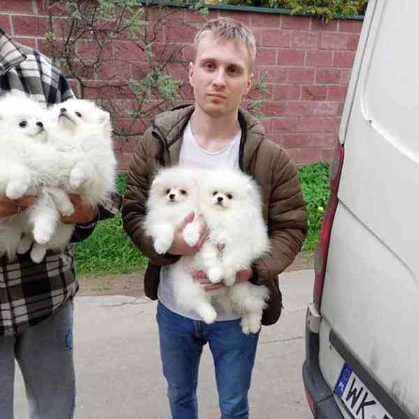 Nádherná štěňata pomeranského ovčáka k adopci. - foto 5