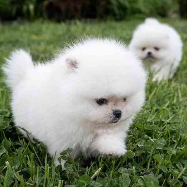 Nádherná štěňata pomeranského ovčáka k adopci. - foto 3