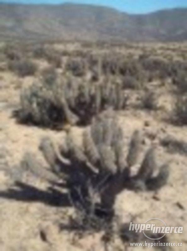 Euliychnia breviflora - semena kaktusu - foto 1