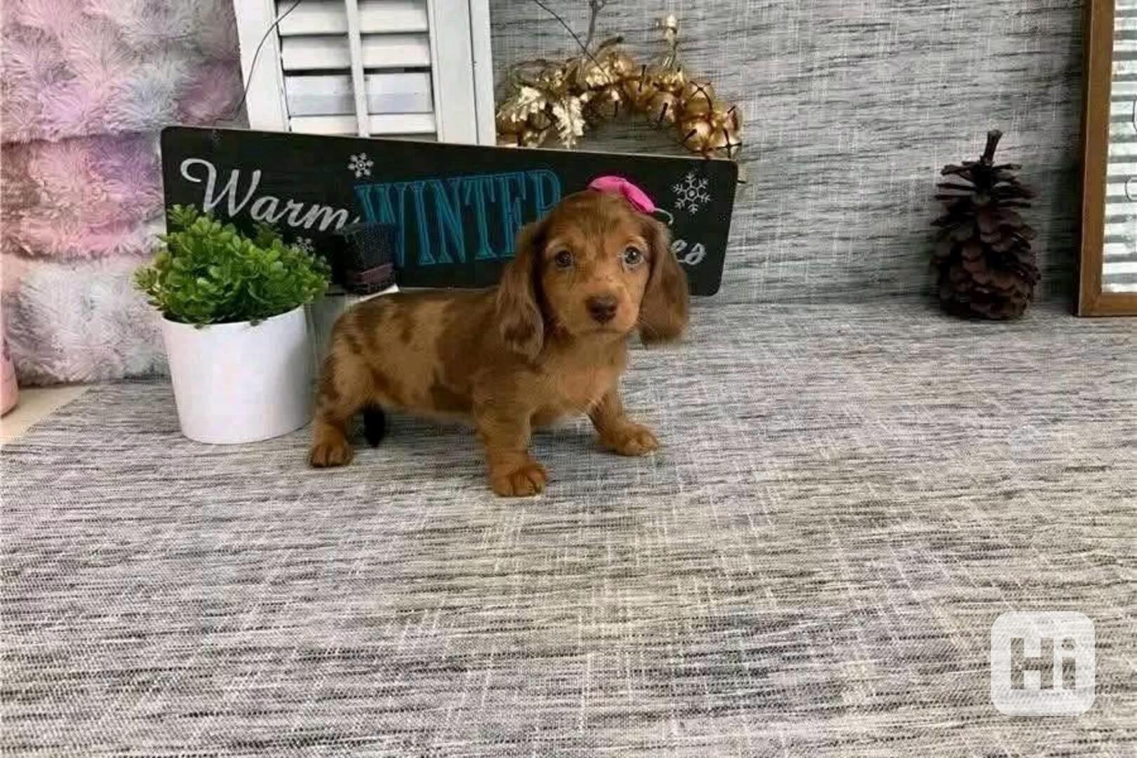 Úžasná štěňata jezevčíka a jezevčíka Krásná štěňata jezevčík - foto 1