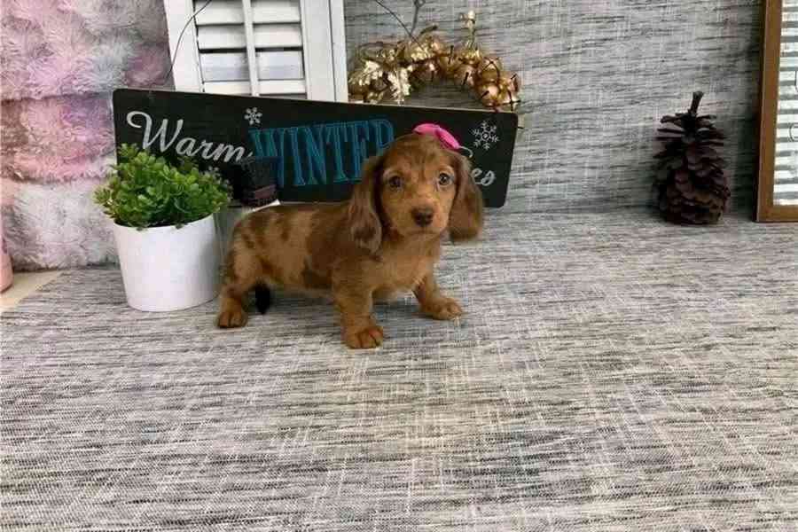 Úžasná štěňata jezevčíka a jezevčíka Krásná štěňata jezevčík - foto 1