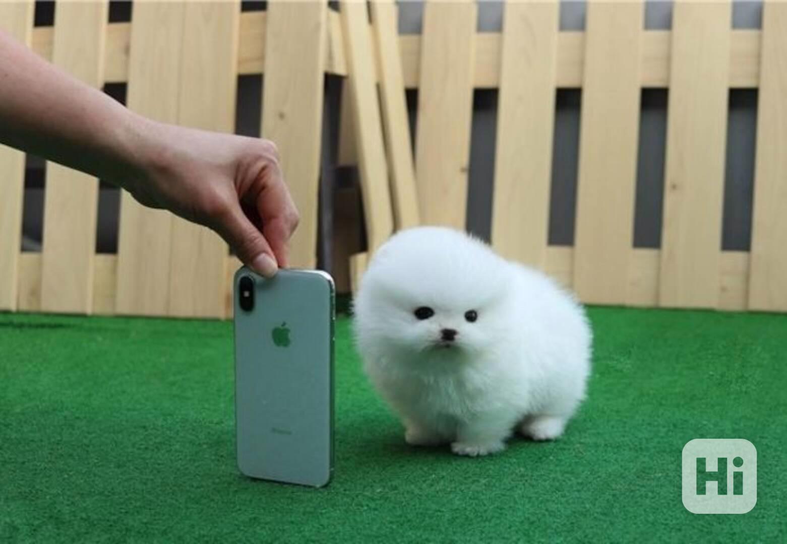 štěňata pomeranianů na dárek - foto 1
