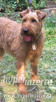 Irský teriér - fenka na prodej - foto 1