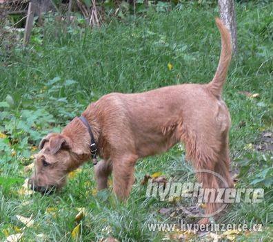 Irský teriér - fenka na prodej - foto 2