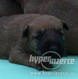 Irský teriér - fenka na prodej - foto 3