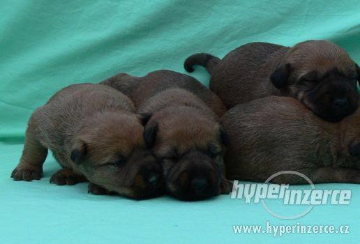 Irský teriér - fenka na prodej - foto 4