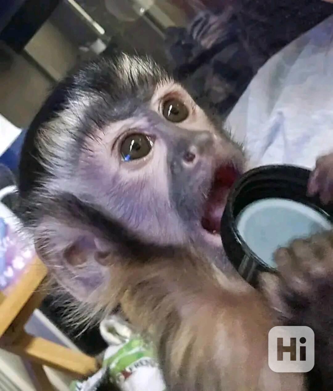  Sladký kapucín - foto 1