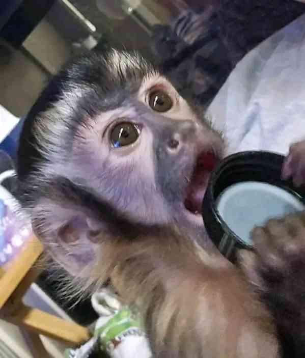  Sladký kapucín - foto 1