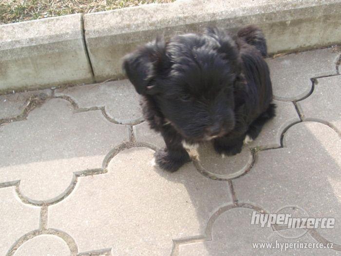 Daruji štěňátka kříženců - foto 2