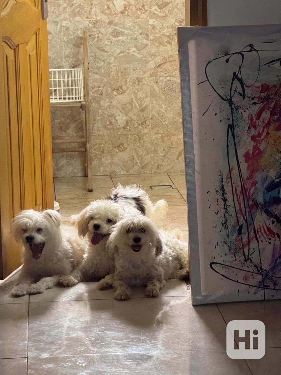 💖 Šteniatka morkie hľadajú trvalý domov! 💖 - foto 1