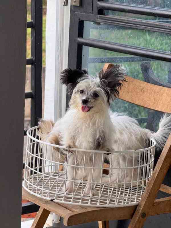 💖 Šteniatka morkie hľadajú trvalý domov! 💖 - foto 2