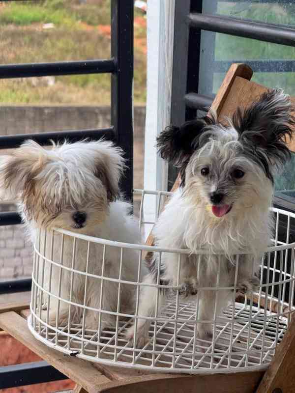 💖 Šteniatka morkie hľadajú trvalý domov! 💖 - foto 4