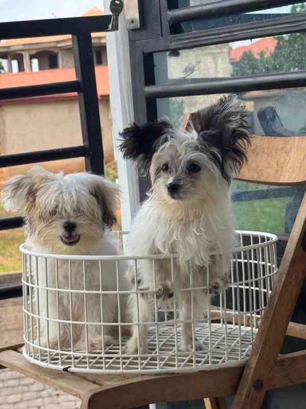 💖 Šteniatka morkie hľadajú trvalý domov! 💖 - foto 3