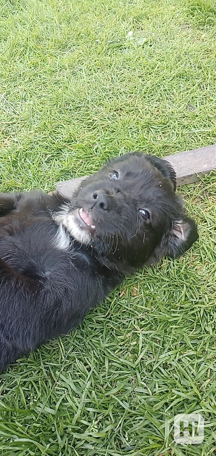Štěně Labrador pejsci bez PP - foto 1