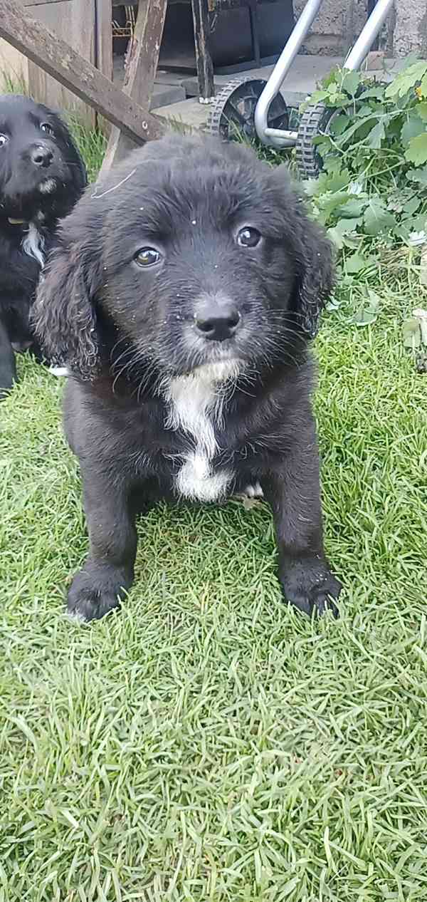 Štěně Labrador pejsci bez PP - foto 5