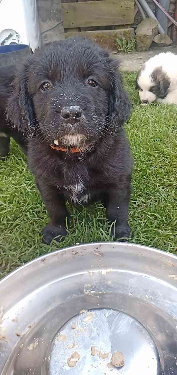 Štěně Labrador pejsci bez PP - foto 2