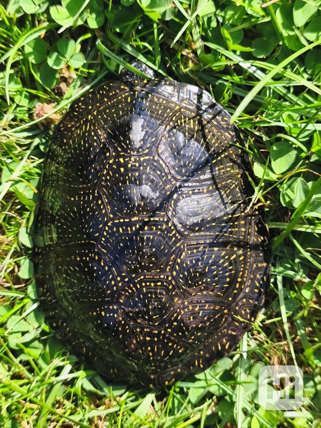 Želva bahenní Emys orbicularis - foto 1