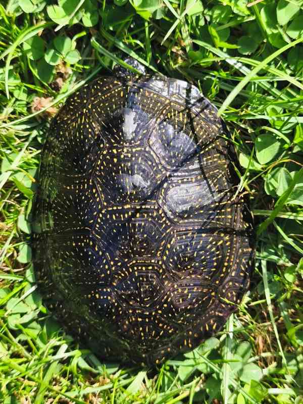Želva bahenní Emys orbicularis - foto 1