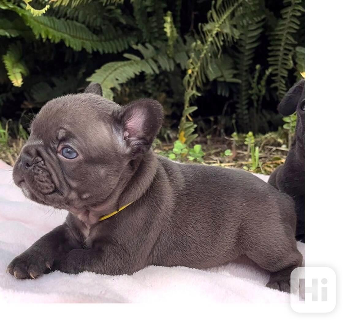 Štěňata francouzského buldoka k adopci - foto 1