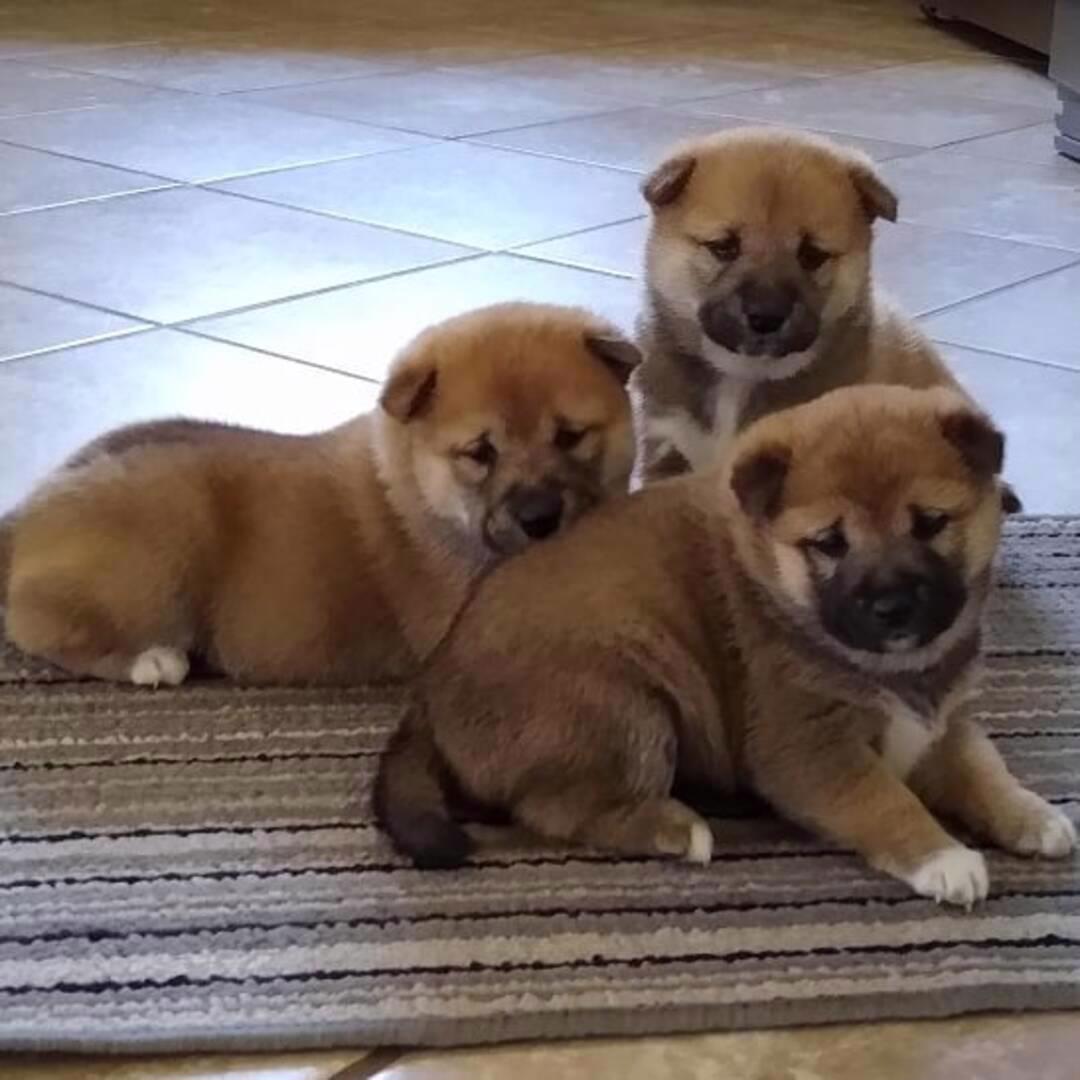 Shiba-Inu na prodej  - foto 1