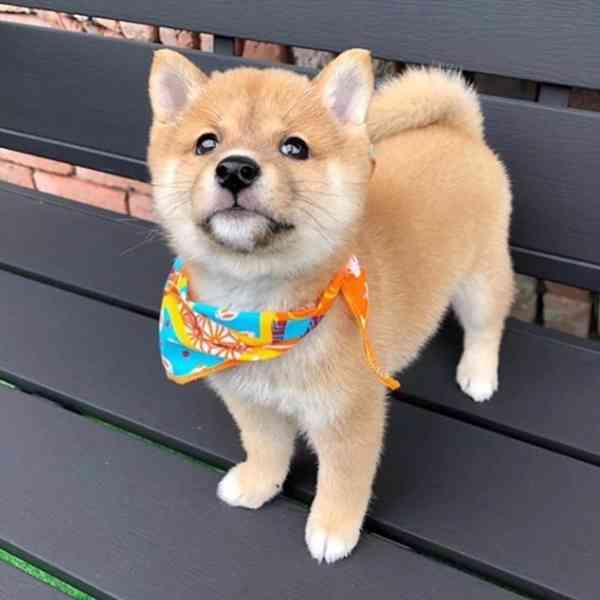 Shiba-Inu na prodej  - foto 4