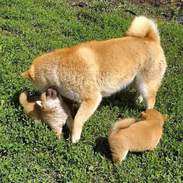 Shiba-Inu na prodej  - foto 5