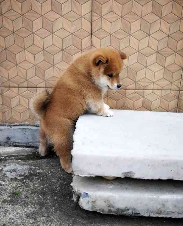 Shiba-Inu na prodej  - foto 3