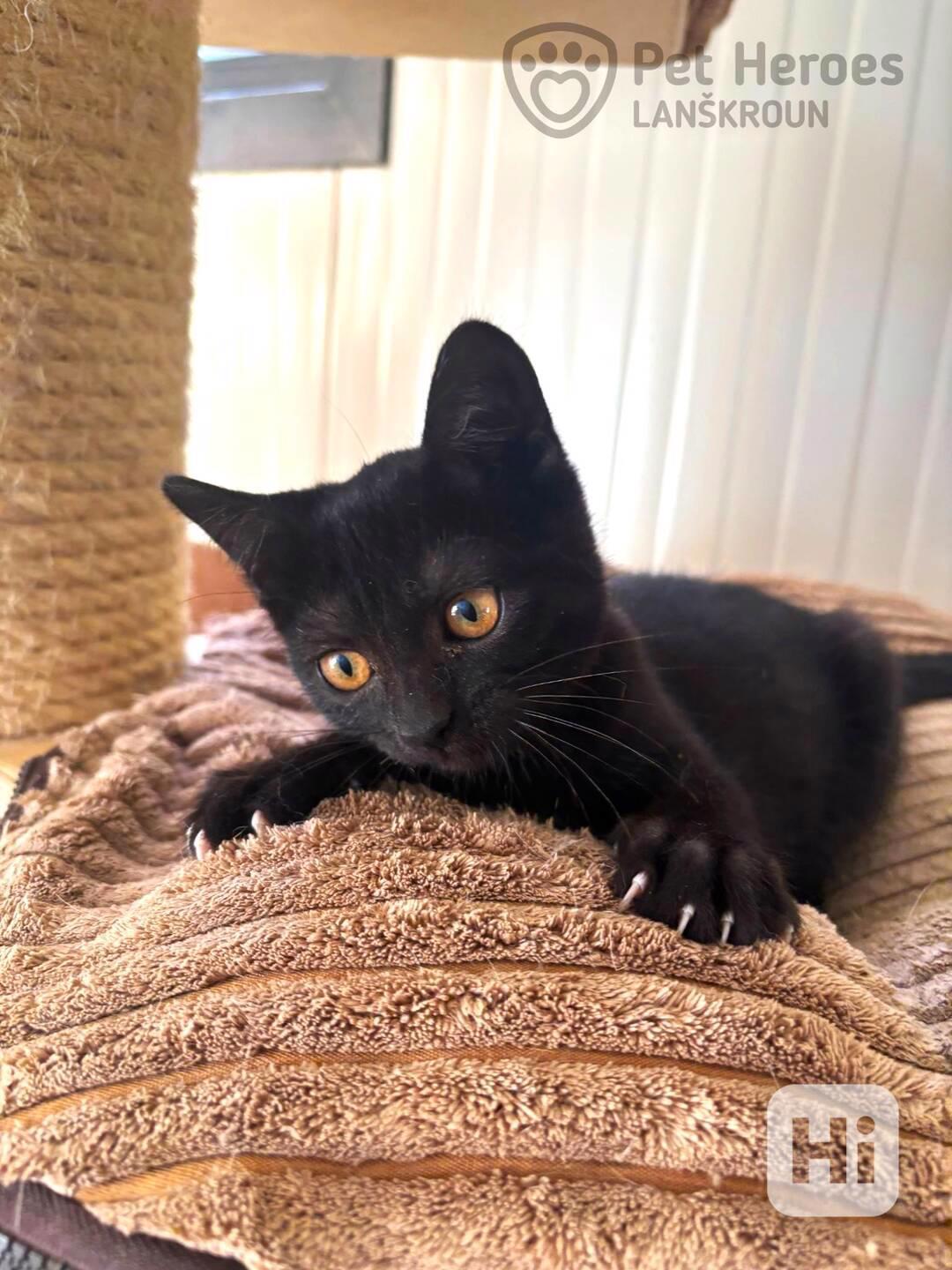 Málie❤️černý dráček❤️ - foto 1