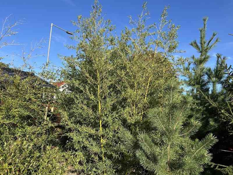 Zelený bambus Phyllostachys Parviflora Gigant - foto 2