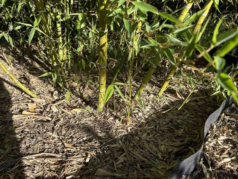 Zelený bambus Phyllostachys Parviflora Gigant - foto 3