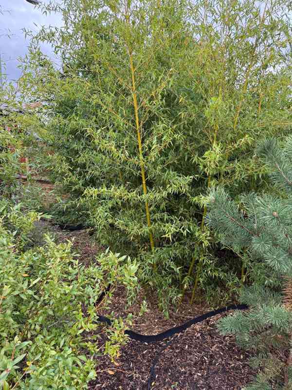 Zelený bambus Phyllostachys Parviflora Gigant - foto 10